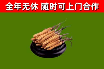 三沙烟酒回收冬虫夏草.jpg